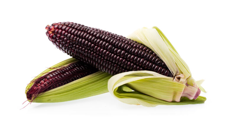 Purple corn from BioconColors, a high-intensity botanical source for anthocyanin-based natural colorants.